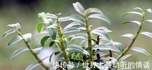 空心菜|適合女性吃的三種食物，滋補身體，養肝護肝，降壓排毒，早吃早好
