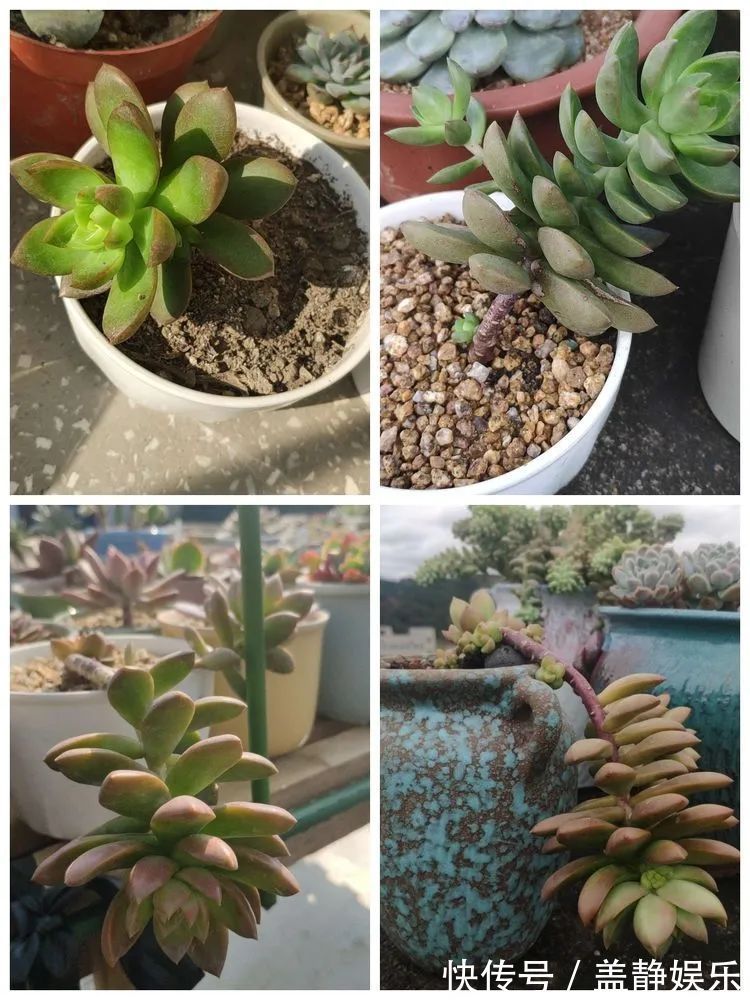 多肉是戒不掉的瘾!多肉小白入坑一年小记!