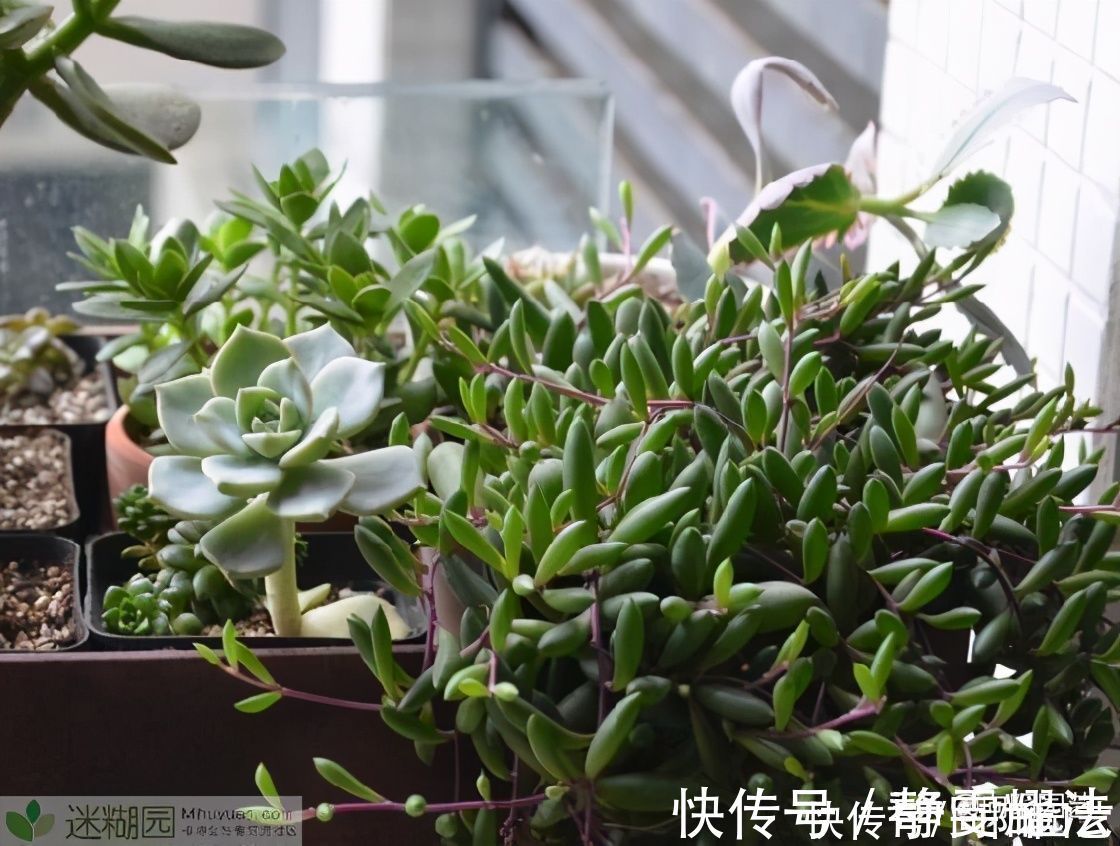 爆盆|最好养的多肉，非这4种莫属，2块钱买一盆，太阳一晒就变红