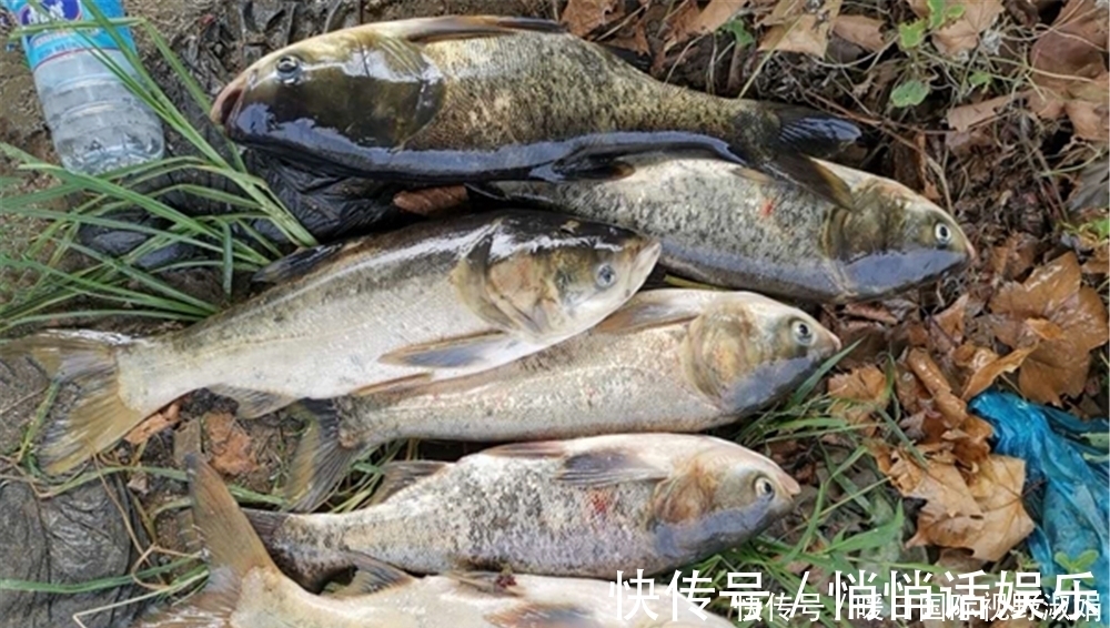 玉米粉|夏天远投浮漂鲢鳙,可以用这样的钓法,“专攻”大体型鲢鳙