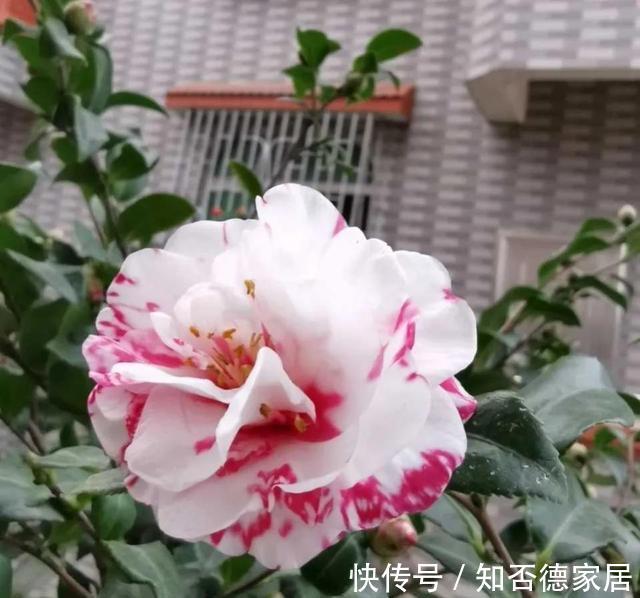 秋天养茶花,避开四怕,不黄叶不掉苞,年年开花