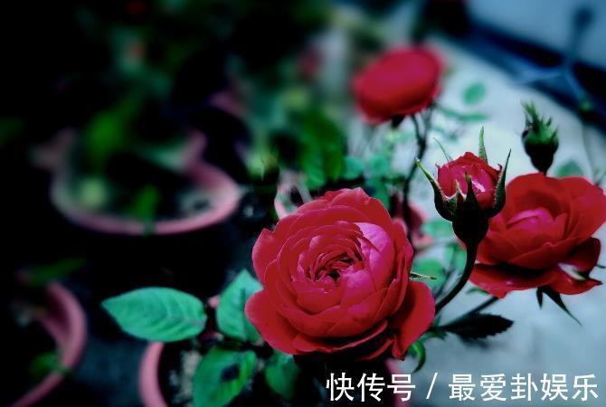 漳红樱|拜拜了月季!养了四年月季,这个秋天果断换坑,希望没有换错