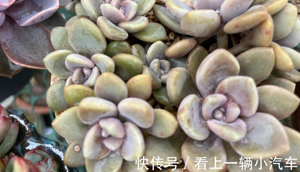 分享一些品种的养护技巧，赶紧收藏，刷过了就找不到啦