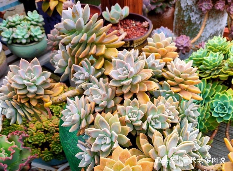 想将多肉养到爆盆，跟环境没有太大的关系，主要跟这些因素有关