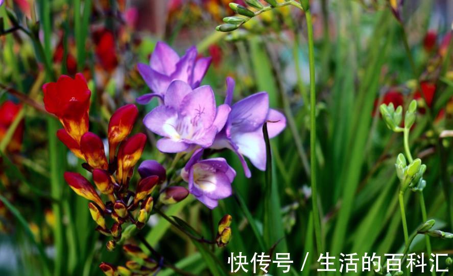 10种喜阳的漂亮花,家里采光差别乱养,不然长势差难开花