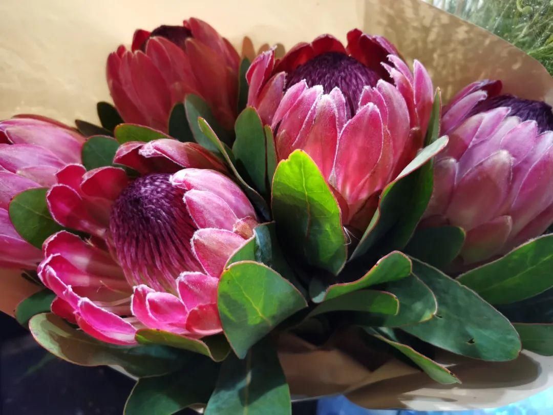 花市散发浓浓年味，这家店天天上新“应景”花！