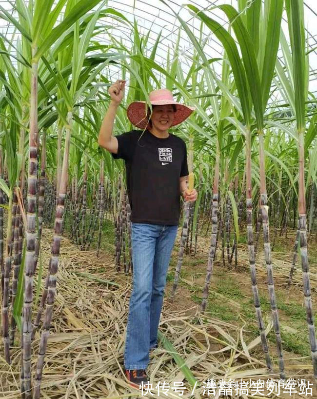 排协|为了郎平,朱袁张与排协硬扛到底,不惜离开国家队