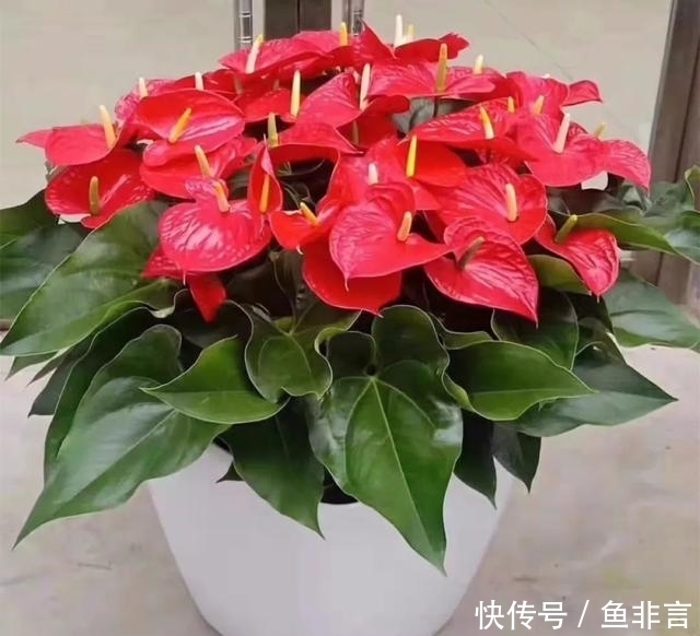 13种耐阴花卉，光照不足也能生长旺盛，开花茂密