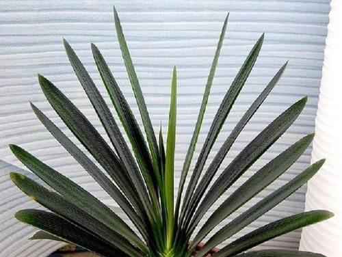  立刻浇水|君子兰上盆要不要浇水？看明白再浇水