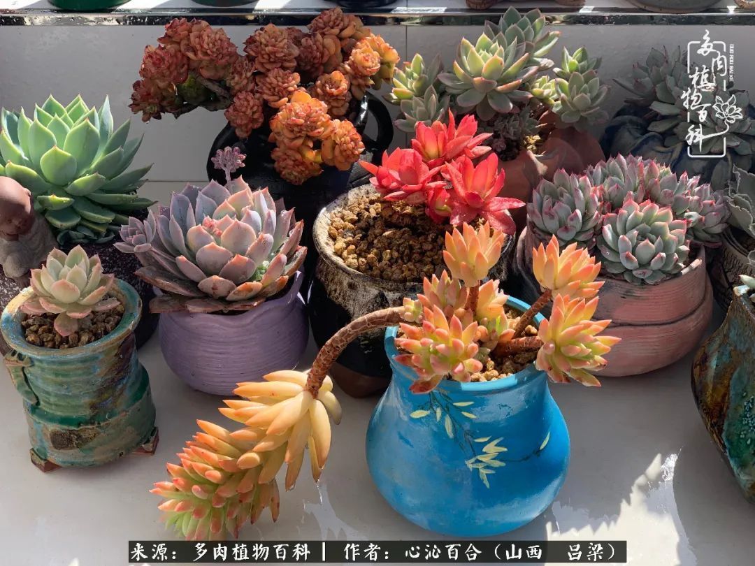 夏季的多肉，绿色才是主色调！努力呵护，期待绽放的那一刻！