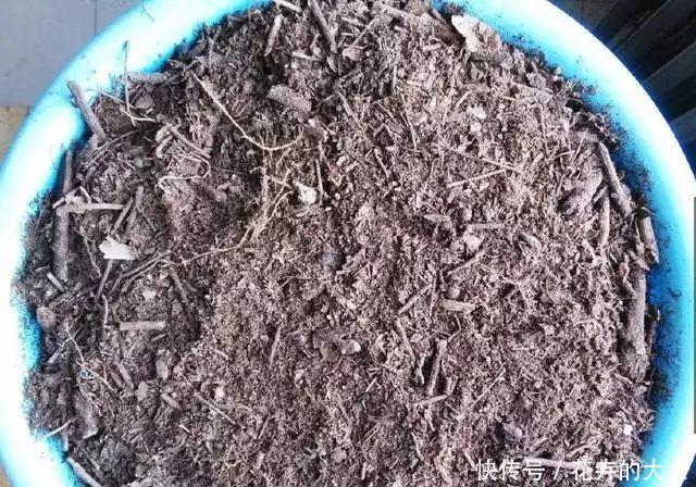 绿叶|红鹅掌养护好,绿叶出现焦边,开花数量少,老花农教你解决