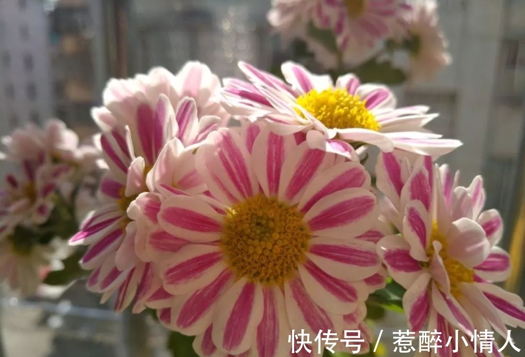 冬天修剪分“轻重”,有的花剪狠了,再也不开花