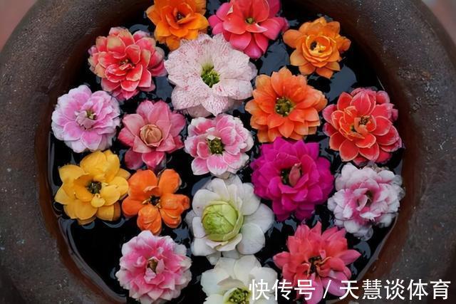 天气冷,六种花要“干养”,少水多晒才健壮,养成老桩更旺家