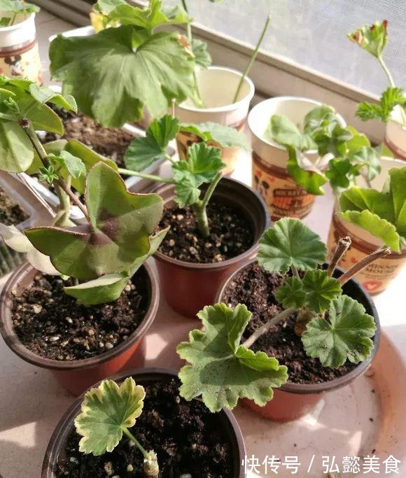 水培|3种枝条泡水里,10天长根,一次开花100朵,水培成活率更高!