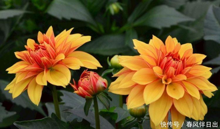 对待新手很友好的4种漂亮花,好养易活能爆盆,年年开花不断