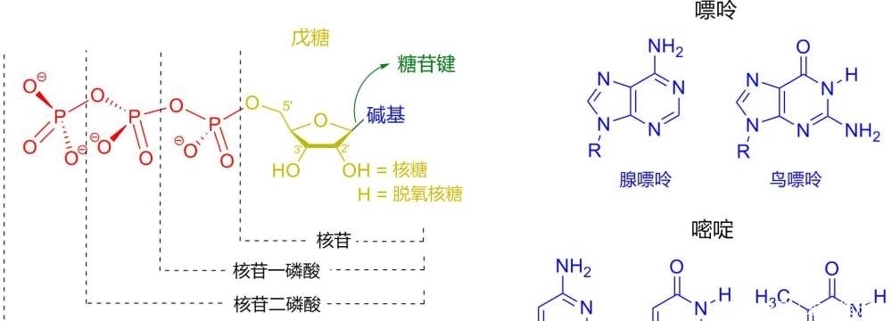 常见脂肪酸的结构式