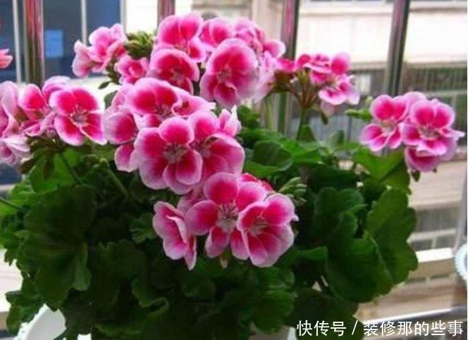 4种花很耐养,沾土就能活,花色多,一盆能养一辈子!