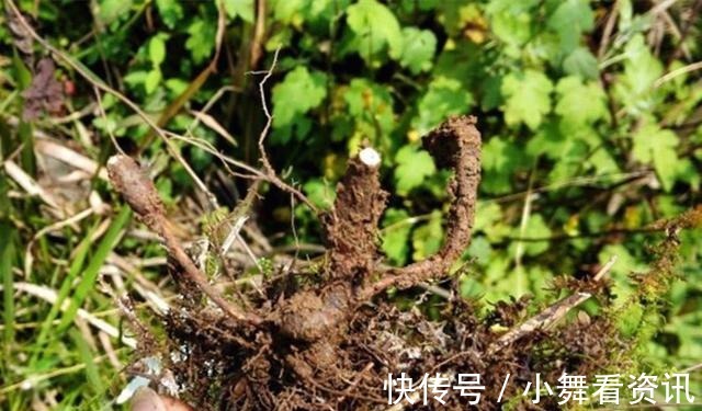 根剥开能生吃，见到别再当杂草铲除，记住它的样子像“鸡腿儿”