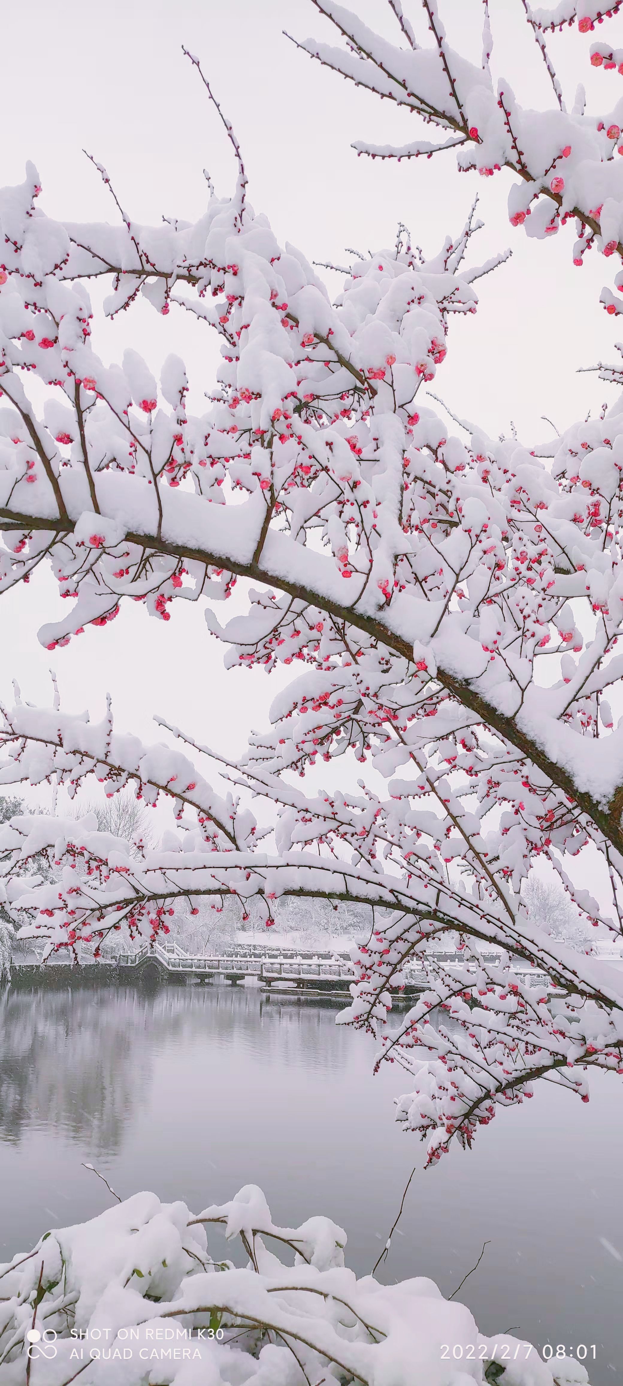 虎年|登高、赏花、打雪仗……来解锁虎年的N种“赏雪姿势”