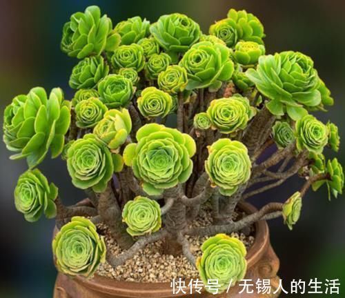 养花|居家养花不需要太多，养这3款多肉，不仅颜值高，而且可镇宅招财