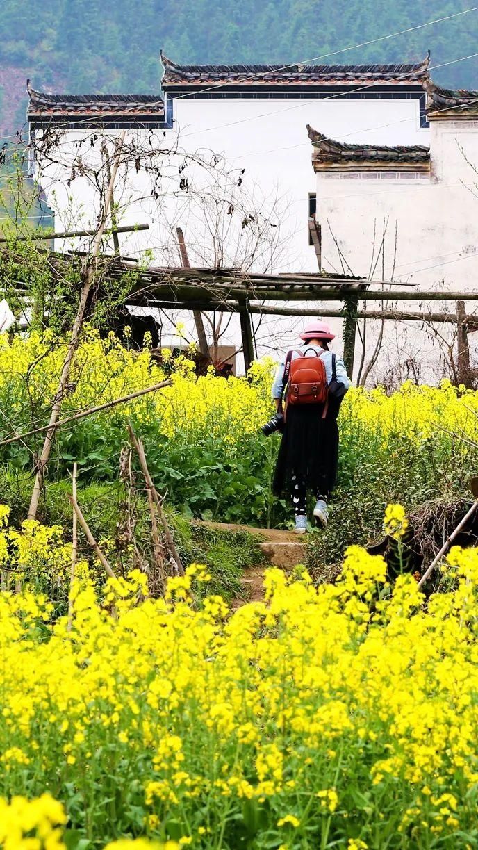 叮！送你一份云赏花攻略