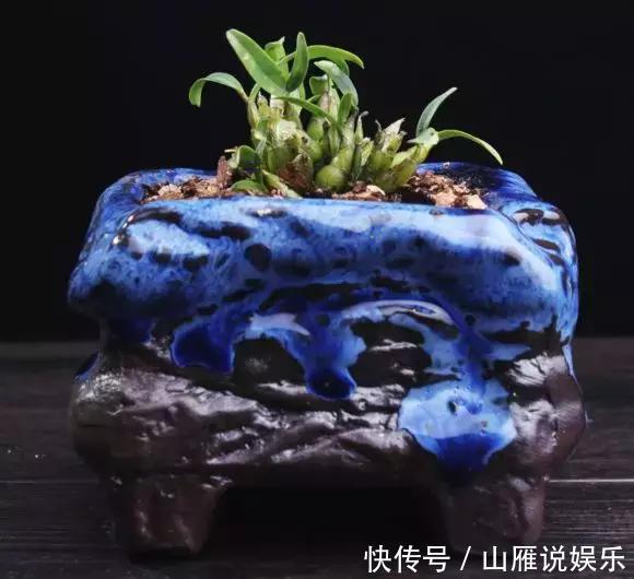 还在养绿萝家里养盆“香香花”,好看好闻,清香四溢精神好!