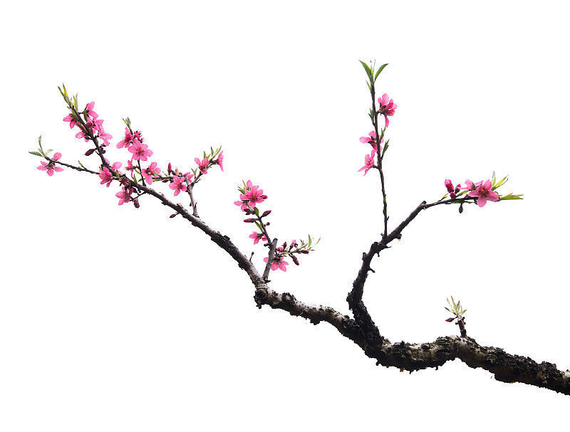 瓠山才子诗词:七绝·赠“不是才子”