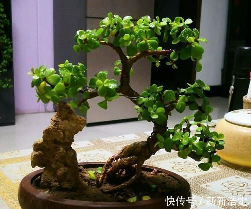 观赏价值|家里养3种花,时间一长容易成老桩盆景,还能当成传家宝!