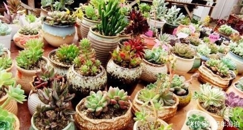 多肉新手害怕“换盆死”,学会这招逃脱换盆死,叶子变得肉嘟嘟