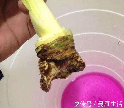 君子兰烂的“光秃秃”别扔,插进这里,又会长满新根,开满花