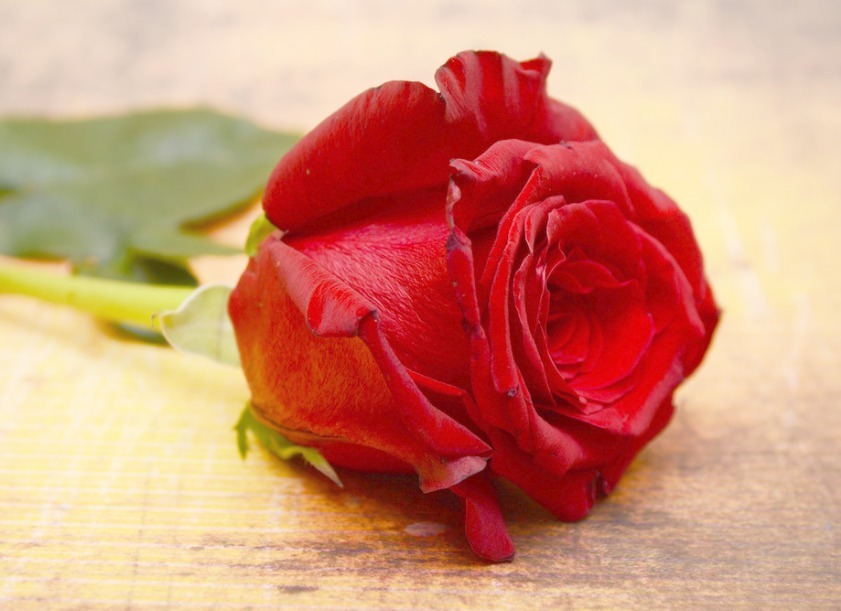 “精品玫瑰”红唇，似少女般迷人，艳丽沉稳，可以说是养花必备