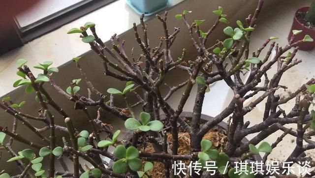 金枝玉叶掉叶子怎么办金枝玉叶叶子一碰就掉原因及解决方法