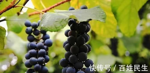 红苋菜|聪明的女性都在吃3种食物,排毒护肤,降压减脂,预防子宫早衰