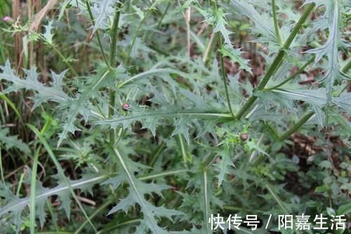 价钱|农村被当做杂草铲除,却在城市里卖出高价钱,有很好的营养