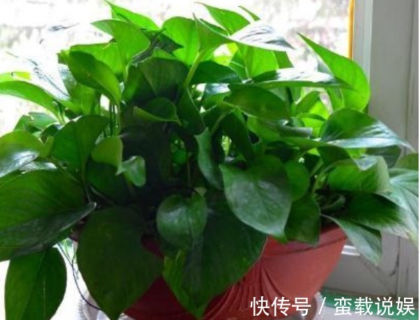 4种“幸福花”,漂亮寓意好,开花好兆头,富贵招财滚滚来!