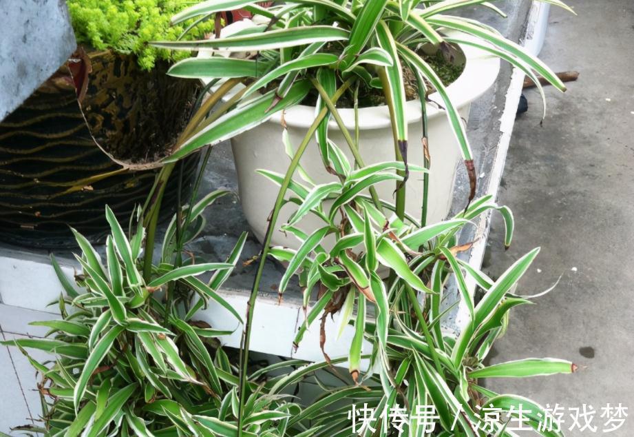 这3样绿植净化空气的效果不输专业仪器,难怪城里人家家都养
