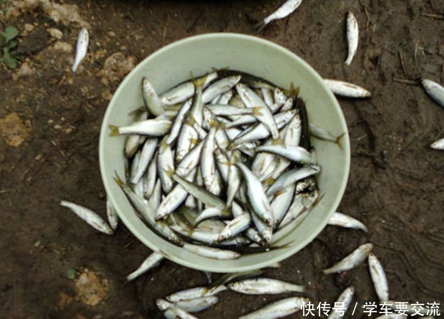 白条闹钩,被钓友所唾弃,总结7种应对方法