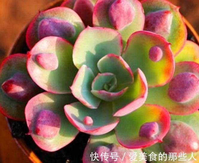 多肉雨滴有多美