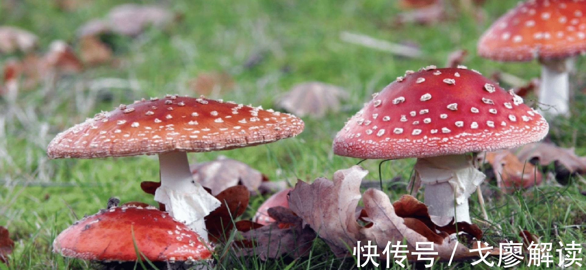 千万不要再微波炉里加热这几种食物,加热后的菠菜马铃薯毒性大发!