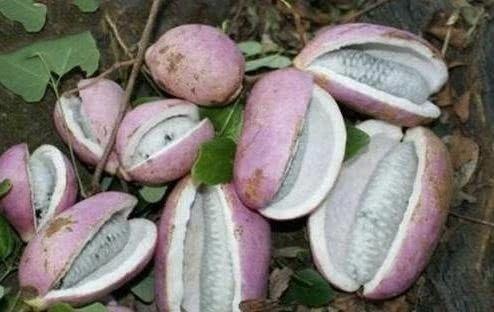 膳食纤维|女性不妨多吃3种食物,美容养颜、滋润肌肤,越吃越年轻!