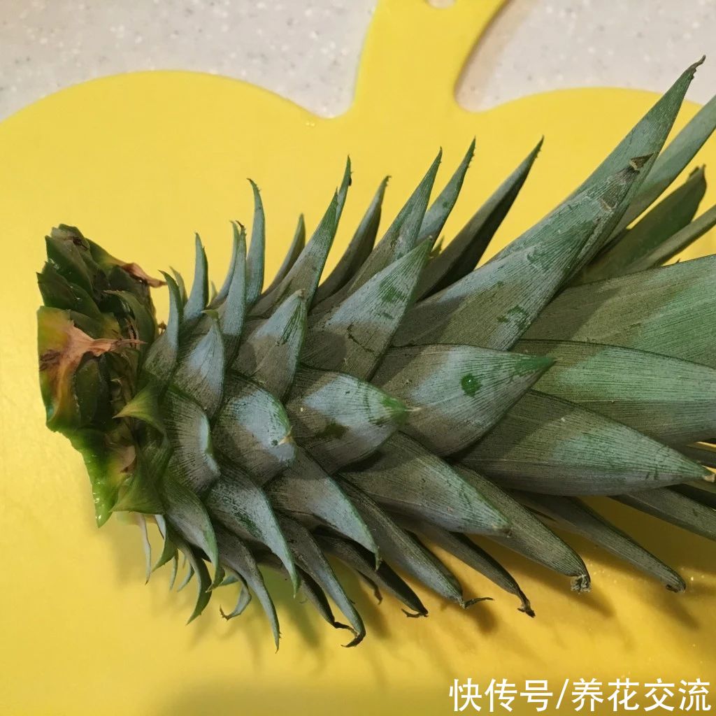 吃剩下的菠萝头别丢，水培生根后转土培，2年后可开花结果