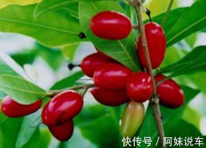 徒长枝|神秘果美颜瘦身、排毒通便,掌握高产要点,收获吃不完的神秘果