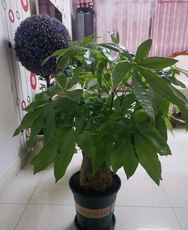 矿泉水瓶|巧用这种皮,养君子兰发财树,叶片光亮,效果让人满意!