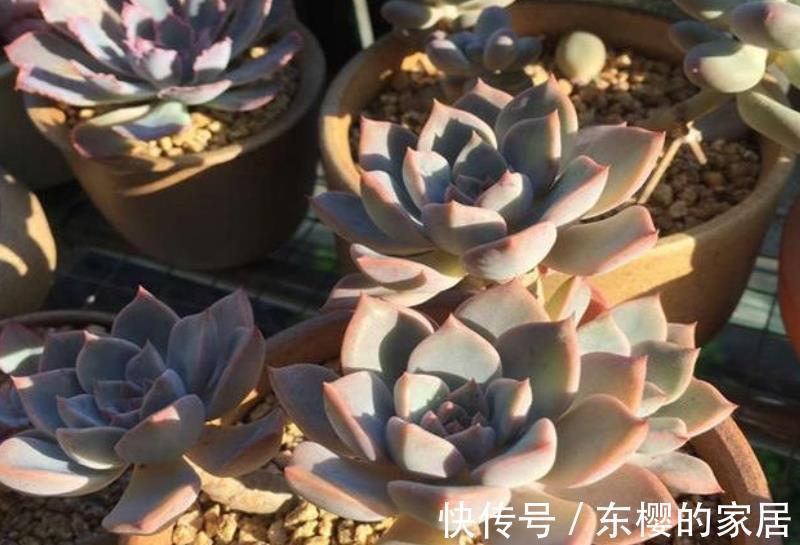 僵苗|新手养多肉，2件事做错了，难怪养几年也不长个