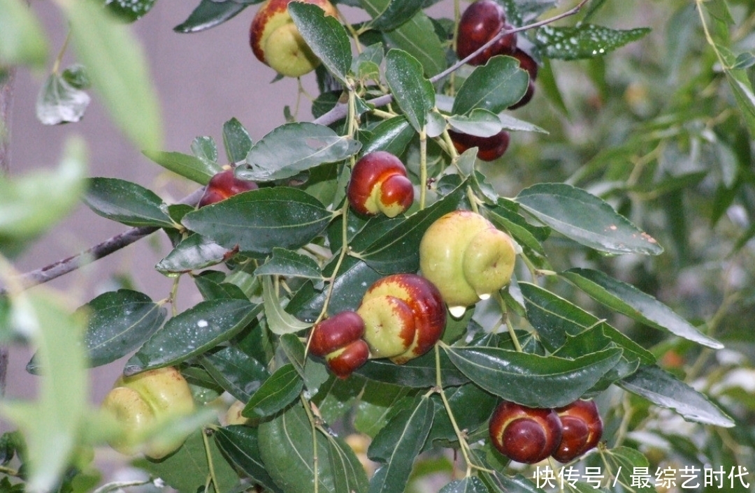 瘦身|人到中年想长寿,每天吃几种食物,降糖降脂、减肥瘦身!