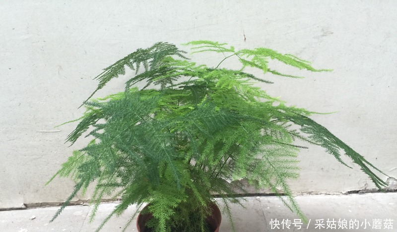 云竹盆景的正确栽培方法有哪些,这里知道来看看吧!