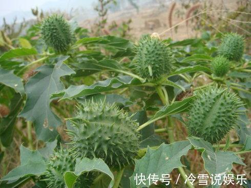 农村|它是曼陀罗的种子,也是农村的“刺头”,可以治疗多种疾病