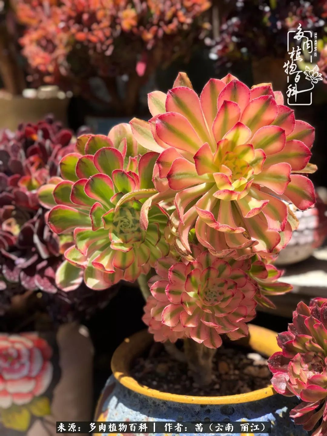 一年四季不同景,一院多肉陪我后半生!