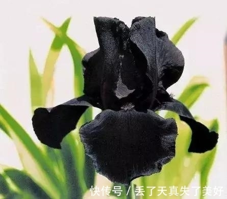 6款黑色鲜花!养过一种就是大神!