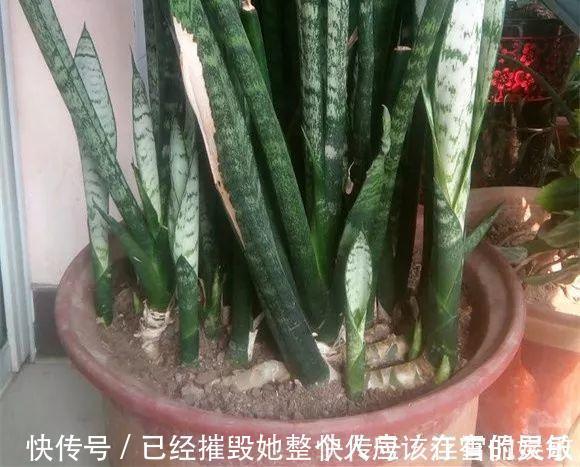 虎皮兰“长得慢”扒开土喂点“出芽肥”,新芽就像“竹笋”